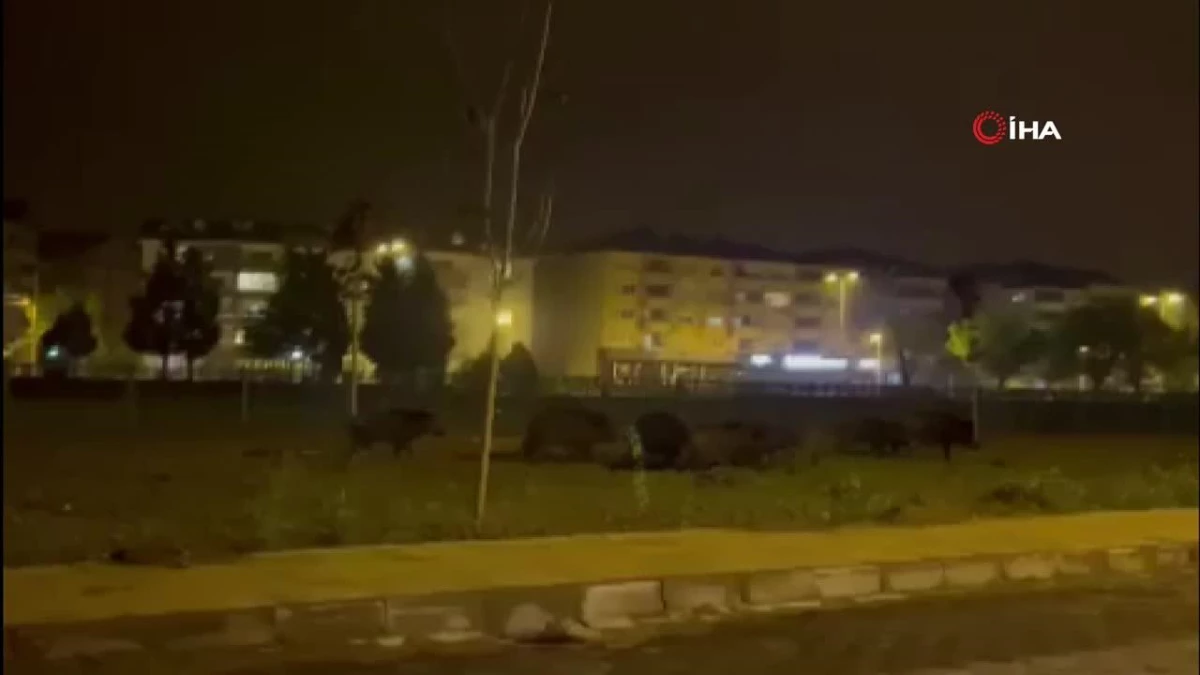 Zonguldak'ta aç kalan domuz sürüsü ilçe merkezine indi